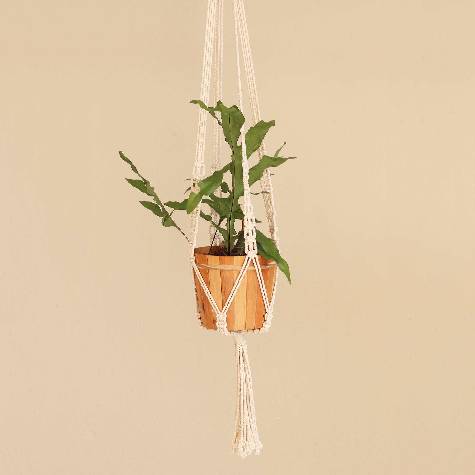 Premium Hand-Knotted Cotton Macrame Plant Hanger – White Elegance from Bali
